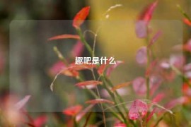 趣吧是什么
